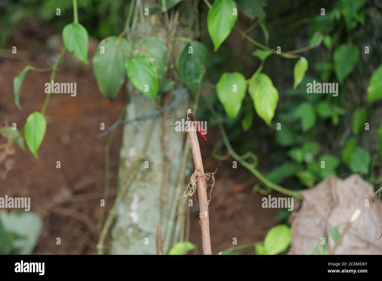 Dragonflies with red tails are the most beautiful and this is one among them . Stock Photo