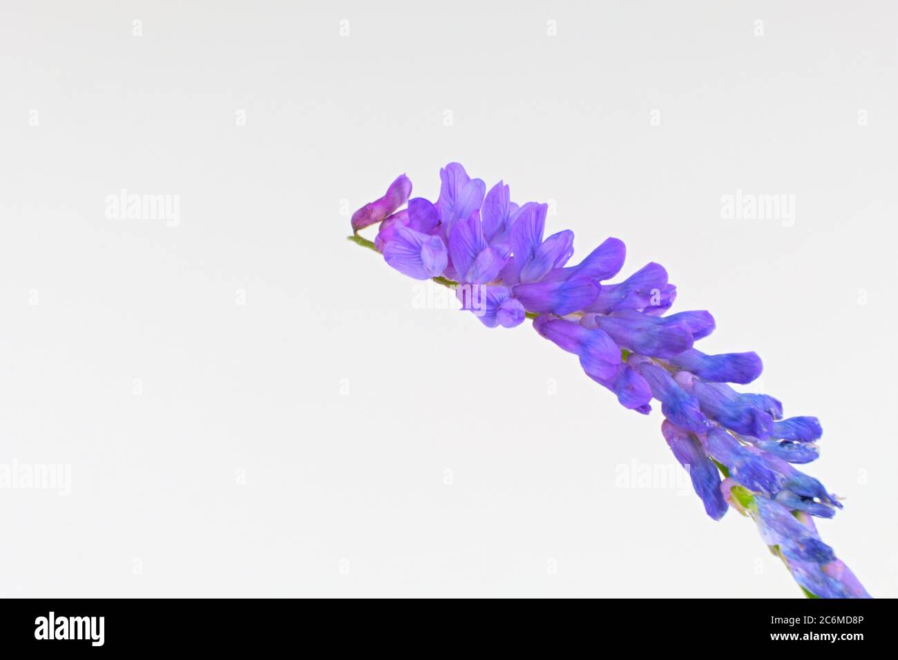 Wild European violet flower tufted vetch, cow vetch or bird vetch