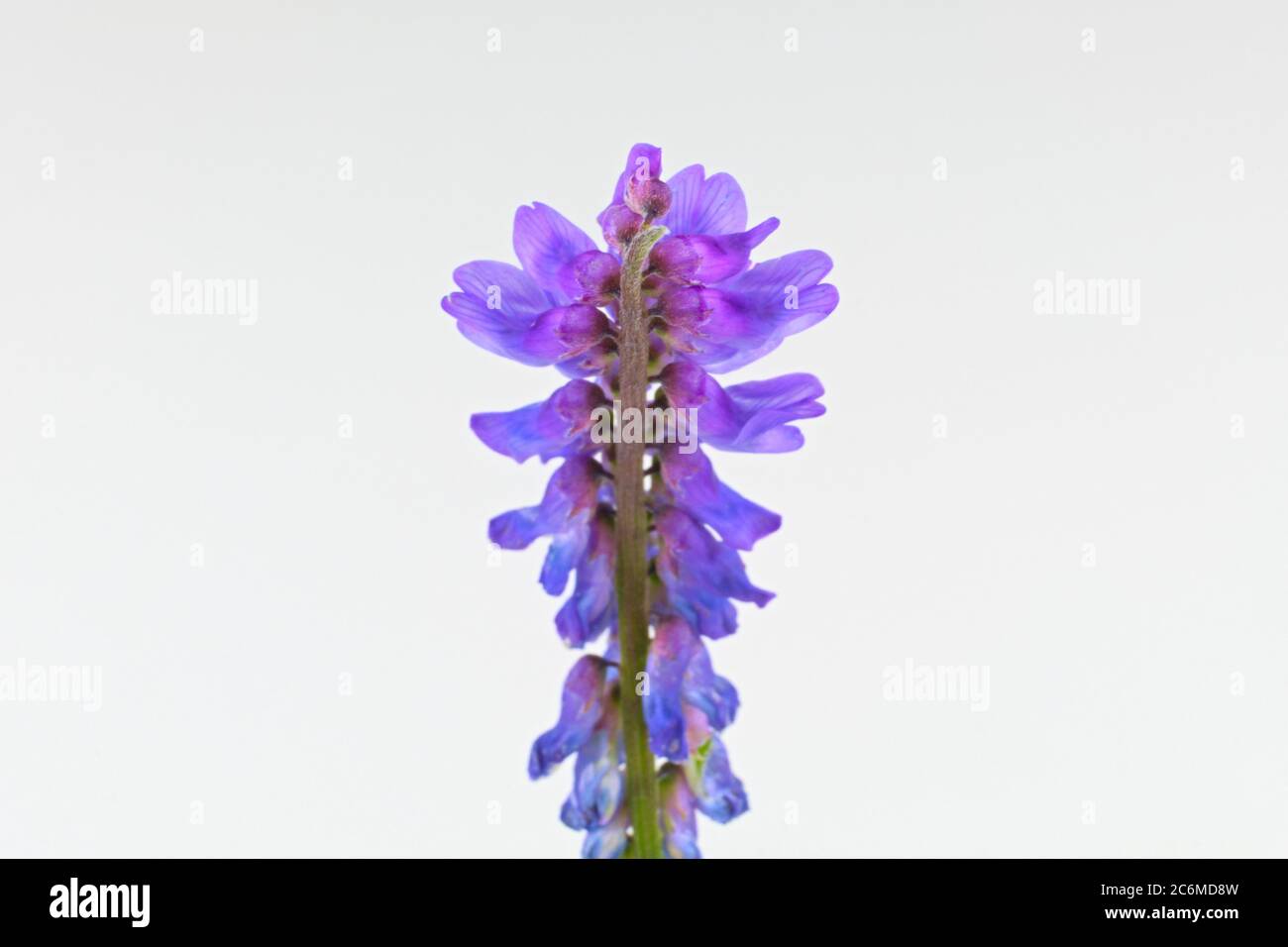 Wild European violet flower tufted vetch, cow vetch or bird vetch