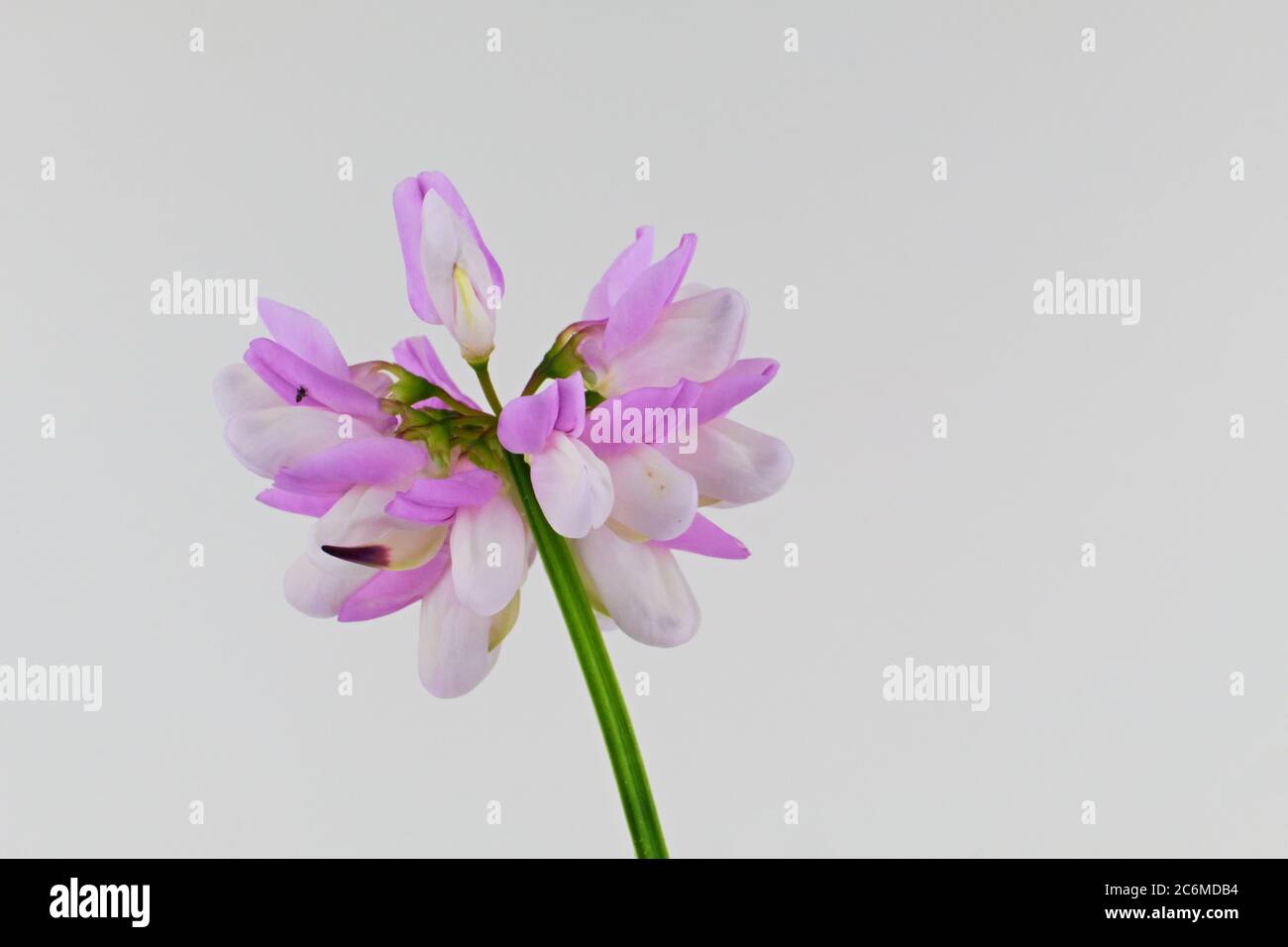 Beautiful wild flower Purple Crown Vetch isolated on a white background