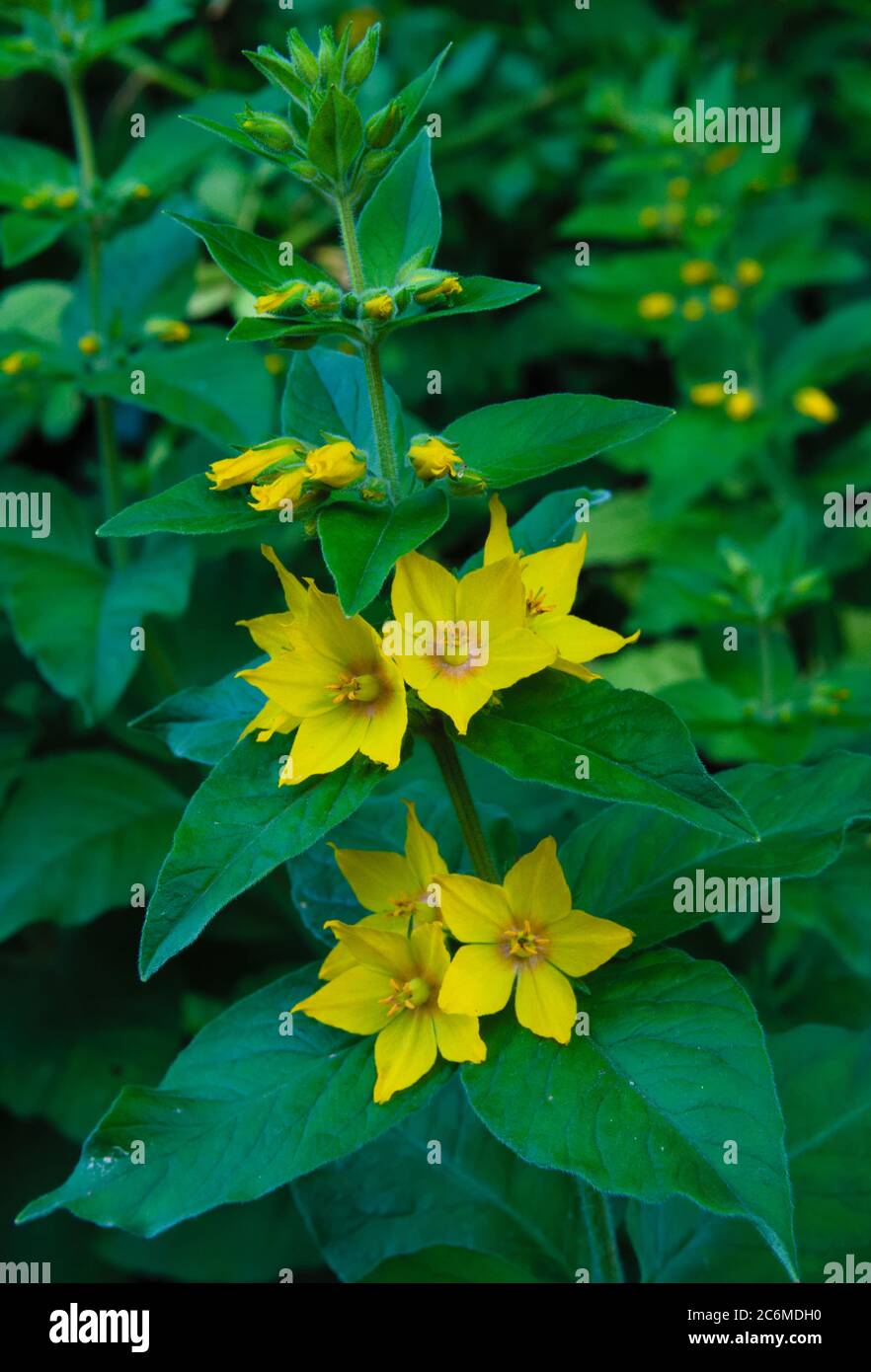 yellow-european-flower-dotted-loosestrife-under-the-warmth-of-the