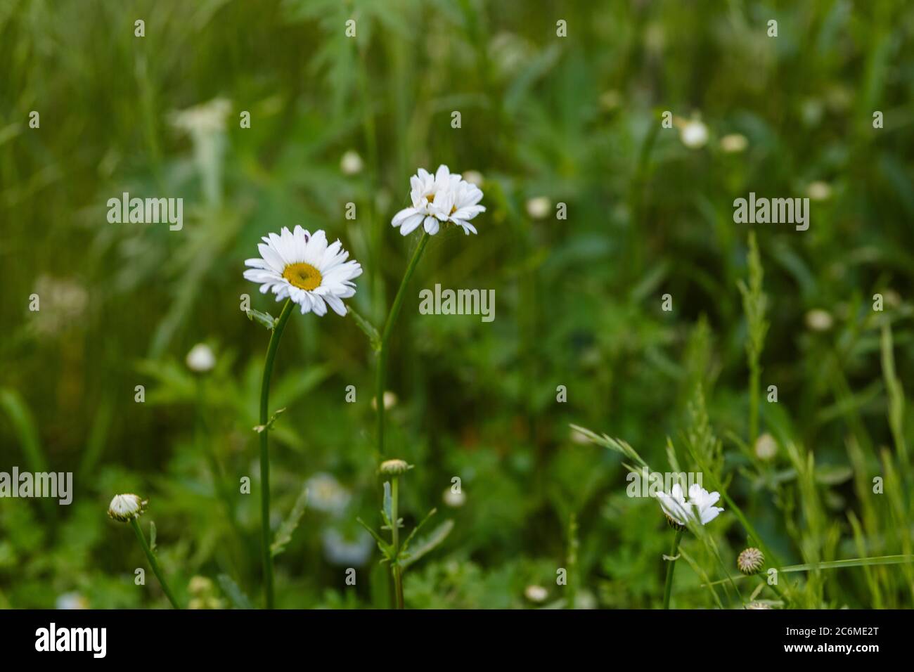 Chamomile flower on green background summer meadow Stock Photo - Alamy