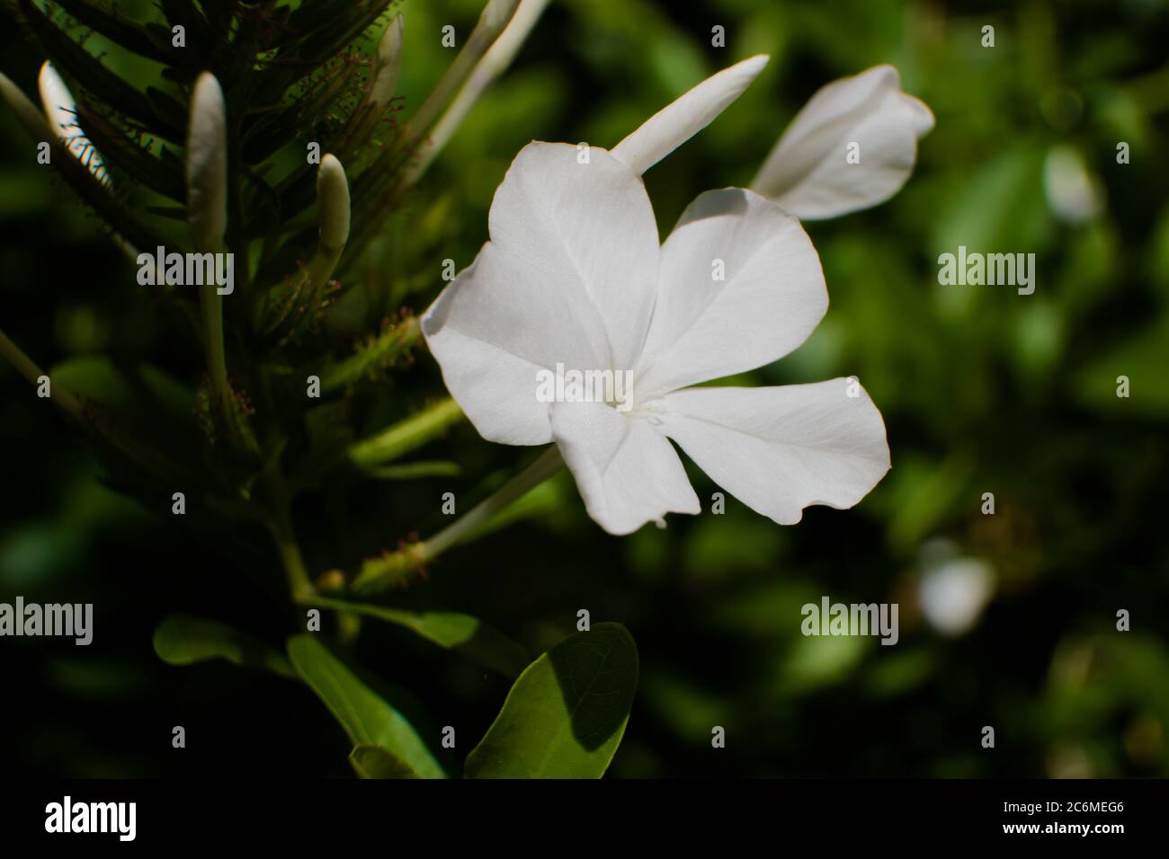 White flower of plumbago auriculata alba under the sunglight Stock Photo