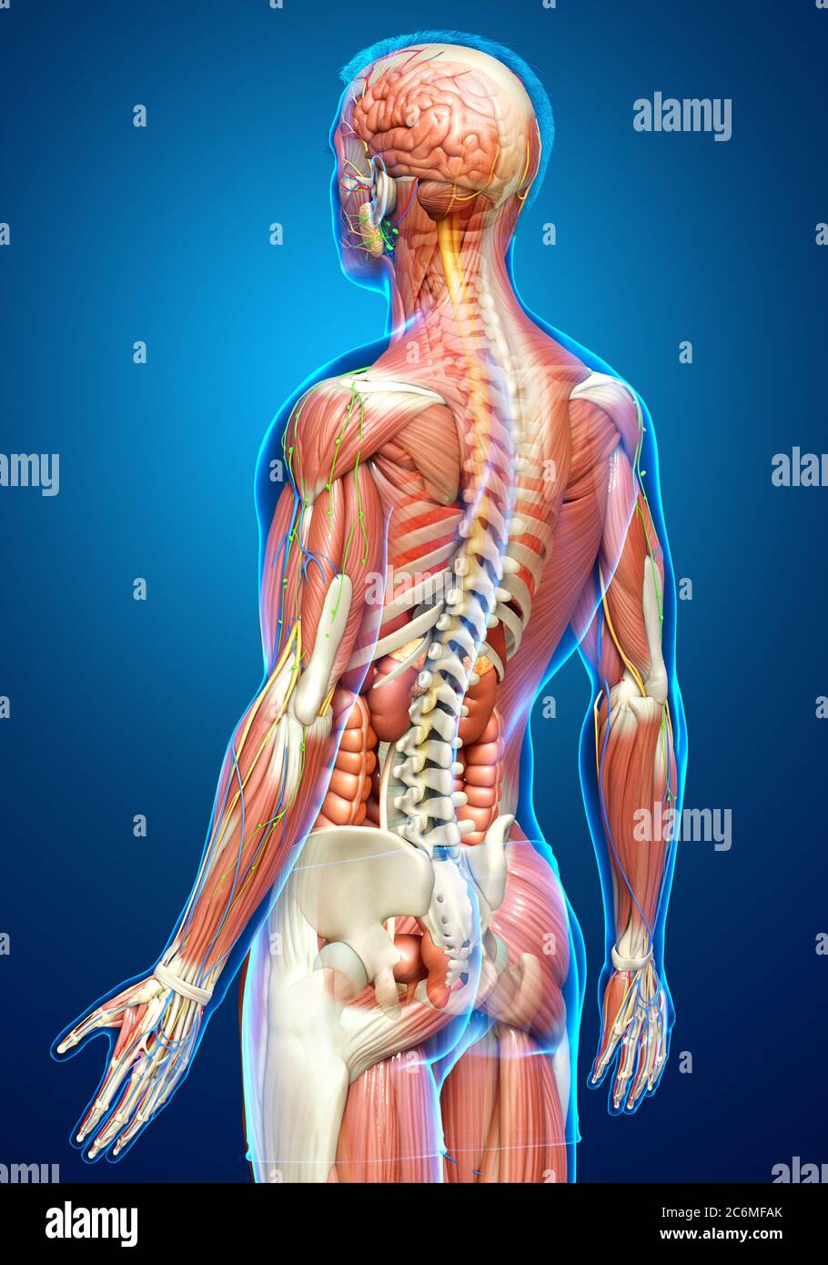 3d rendered medically accurate of the male anatomy Stock Photo - Alamy