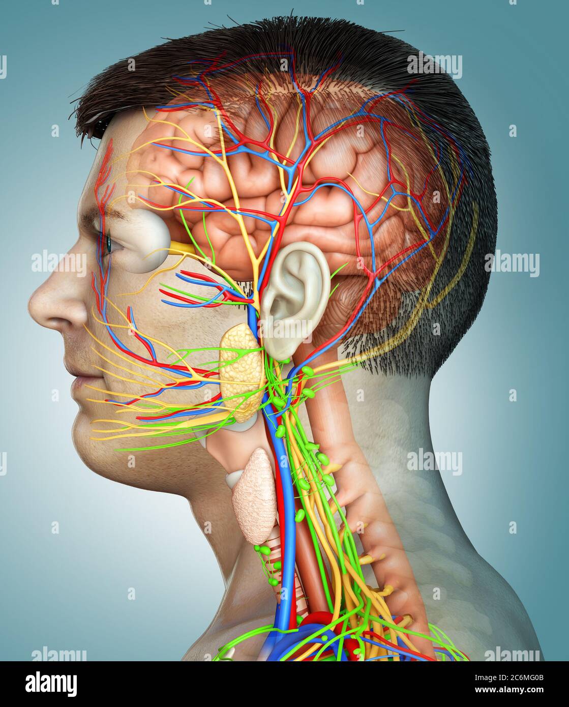 3d rendered medically accurate illustration of a male brain anatomy ...