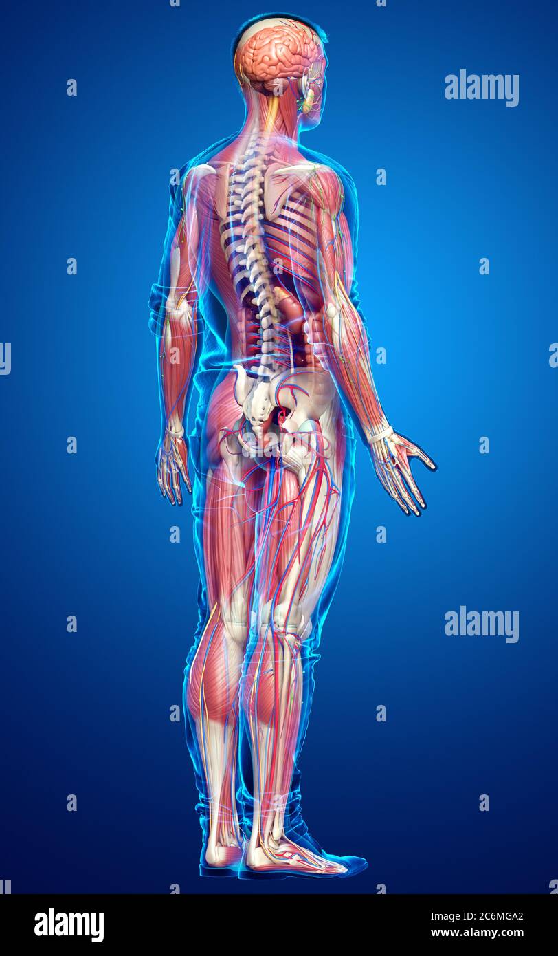 3d rendered medically accurate of the male anatomy Stock Photo - Alamy