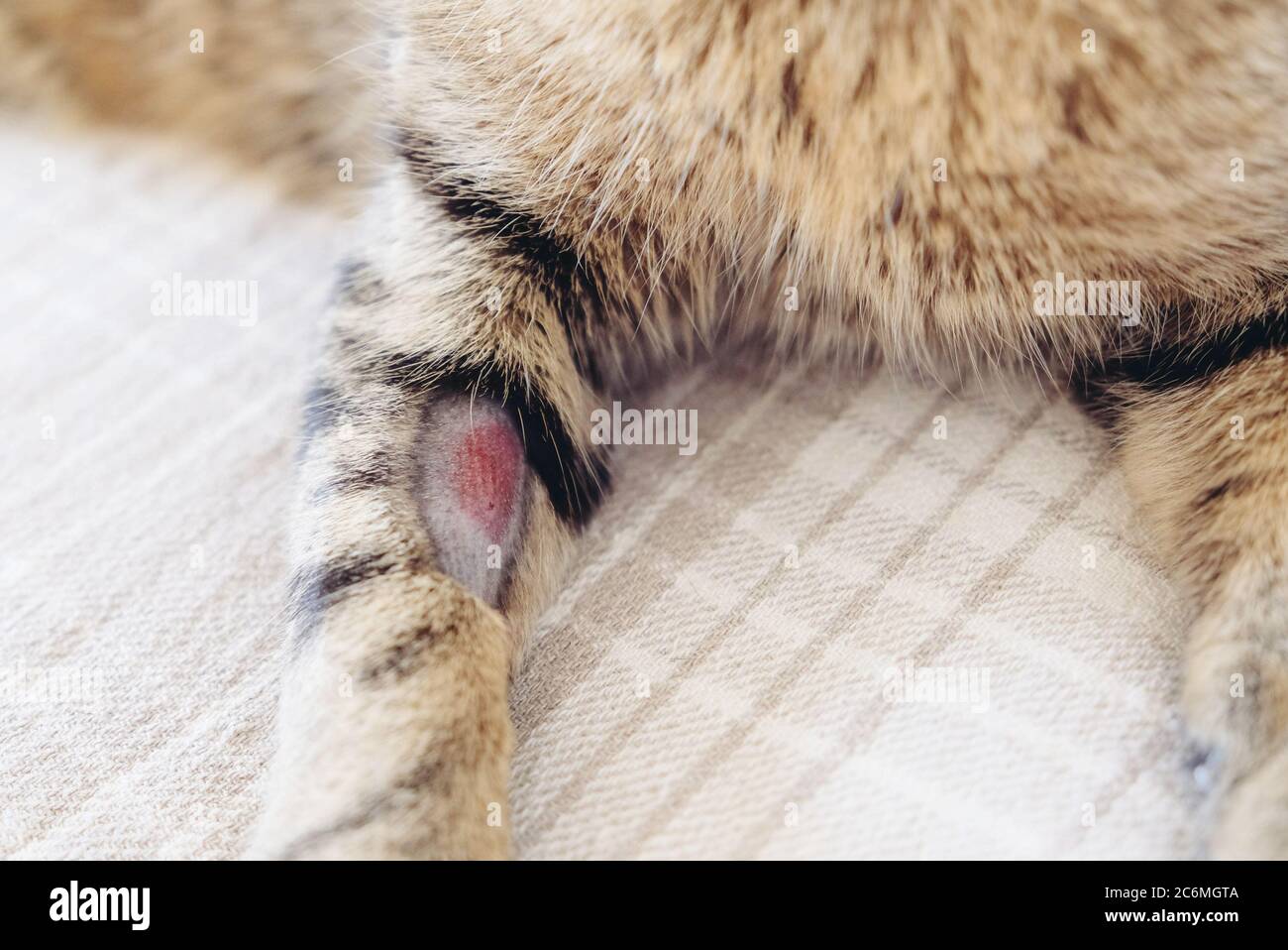 Shaving hotsell cats paws