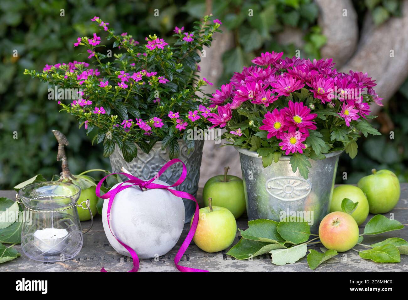 autumn garden decoration with apples and pink flowers Stock Photo
