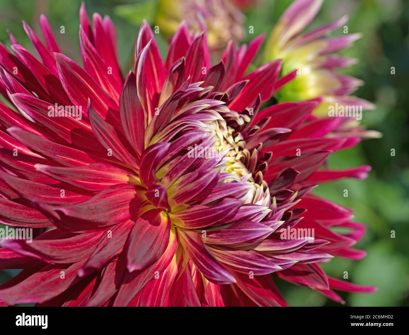 Blooming dahlias in a close-up Stock Photo