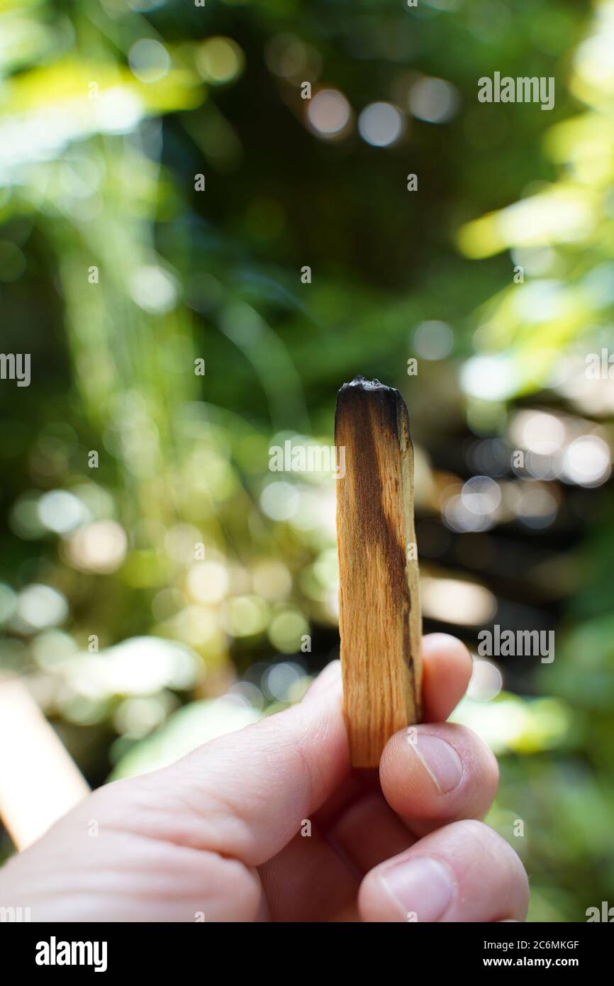 Female hand holding a burned palo Santo wood for creating good energy, green nature background. Stock Photo