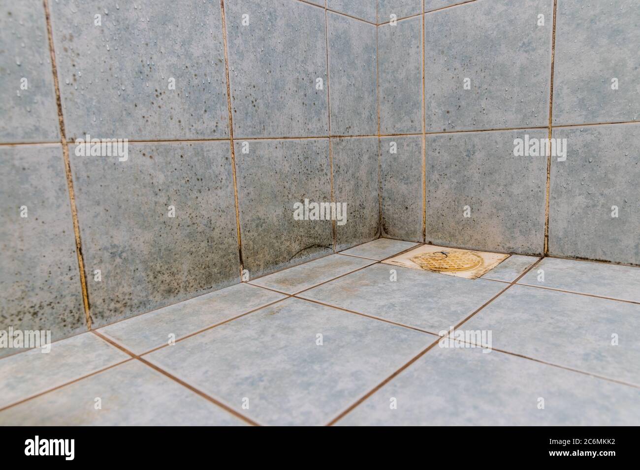 Mildew, dirty unhygienic mold growing on bathroom wall tile surface Stock Photo