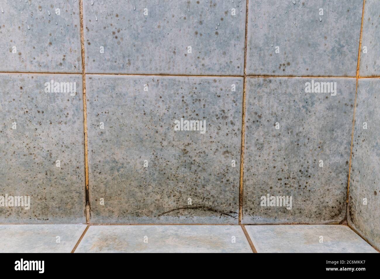 Mildew, dirty unhygienic mold growing on bathroom wall tile surface Stock Photo