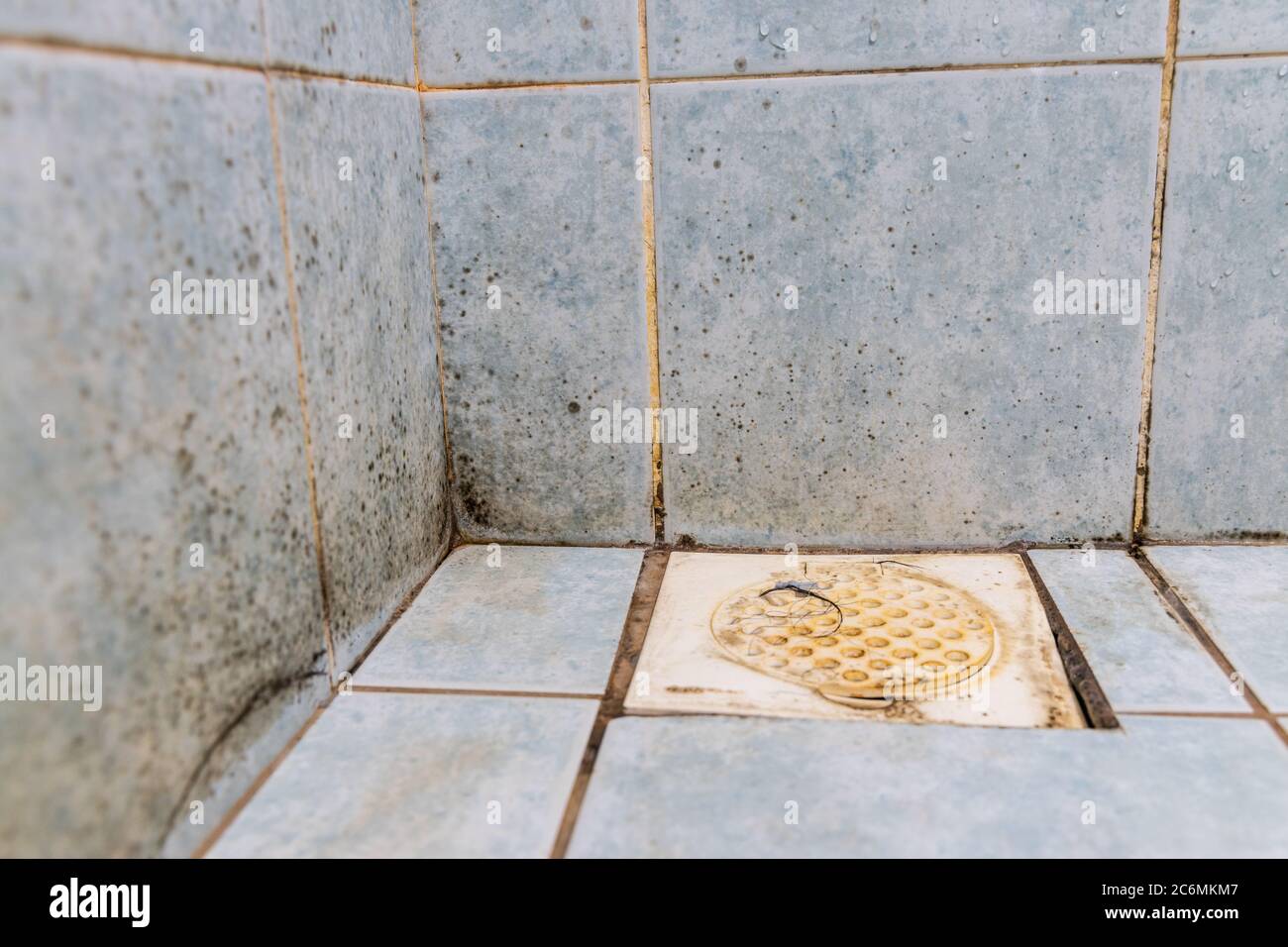 Mildew, dirty unhygienic mold growing on bathroom wall tile surface Stock Photo