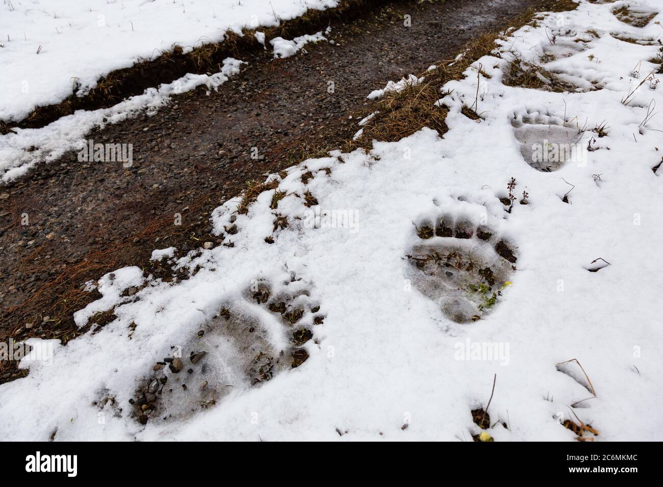 picture Black Bear Tracks In Deep Snow https www alamy com grizzly bear paw prints in snow by a hiking trail in banff national park image365560172 html