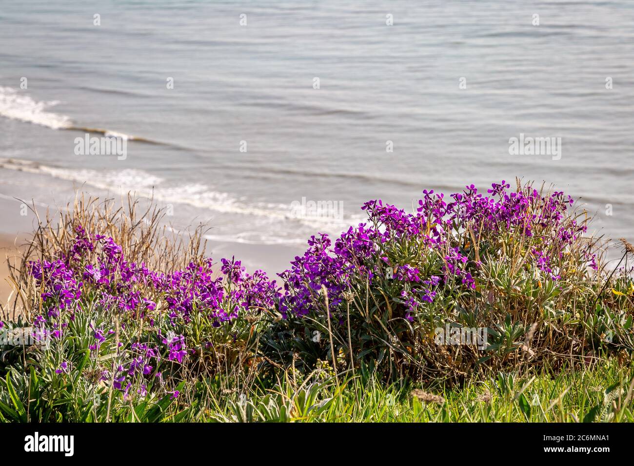 Wild Flowers Growing On A Cliff Edge On A Sunny Day On The Isle Of Wight Stock Photo Alamy