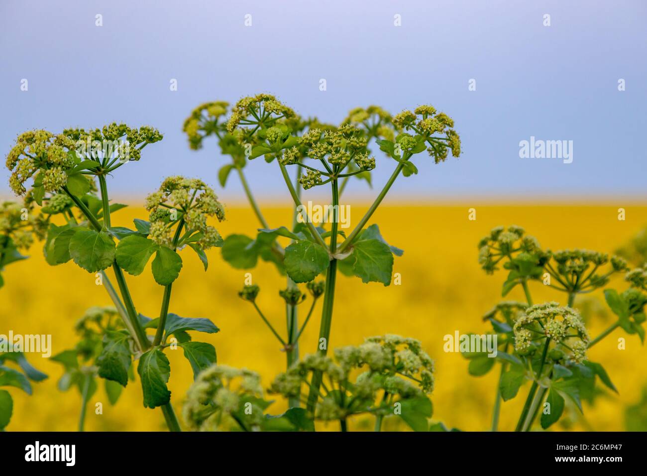 Budding foliage in front of a canola/rapeseed field in the early morning, with a shallow depth of field Stock Photo