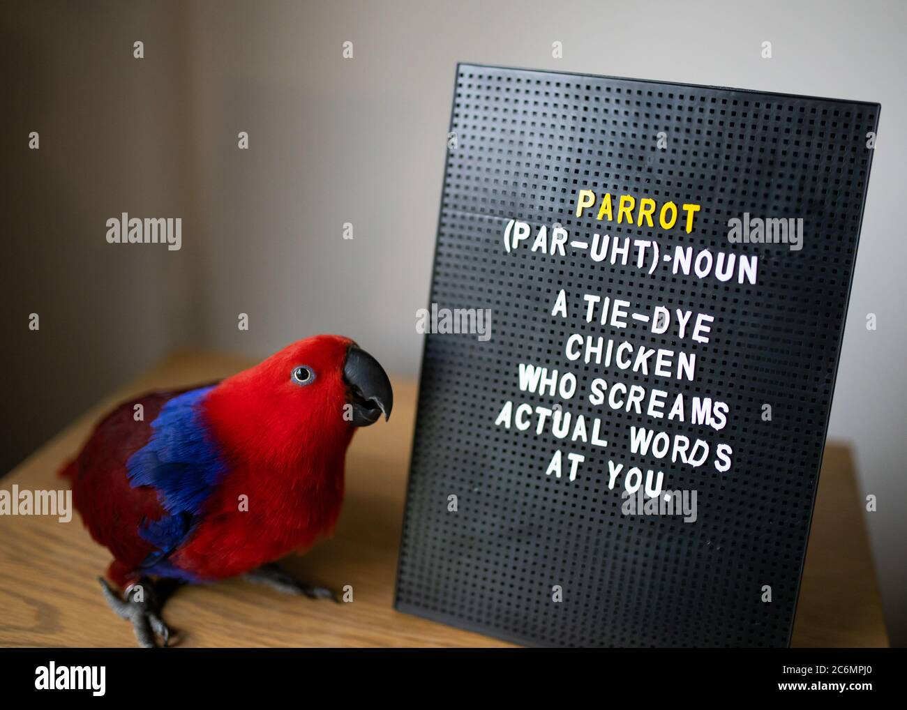 A female eclectus parrot standing next to a word board with a funny description about parrots Stock Photo
