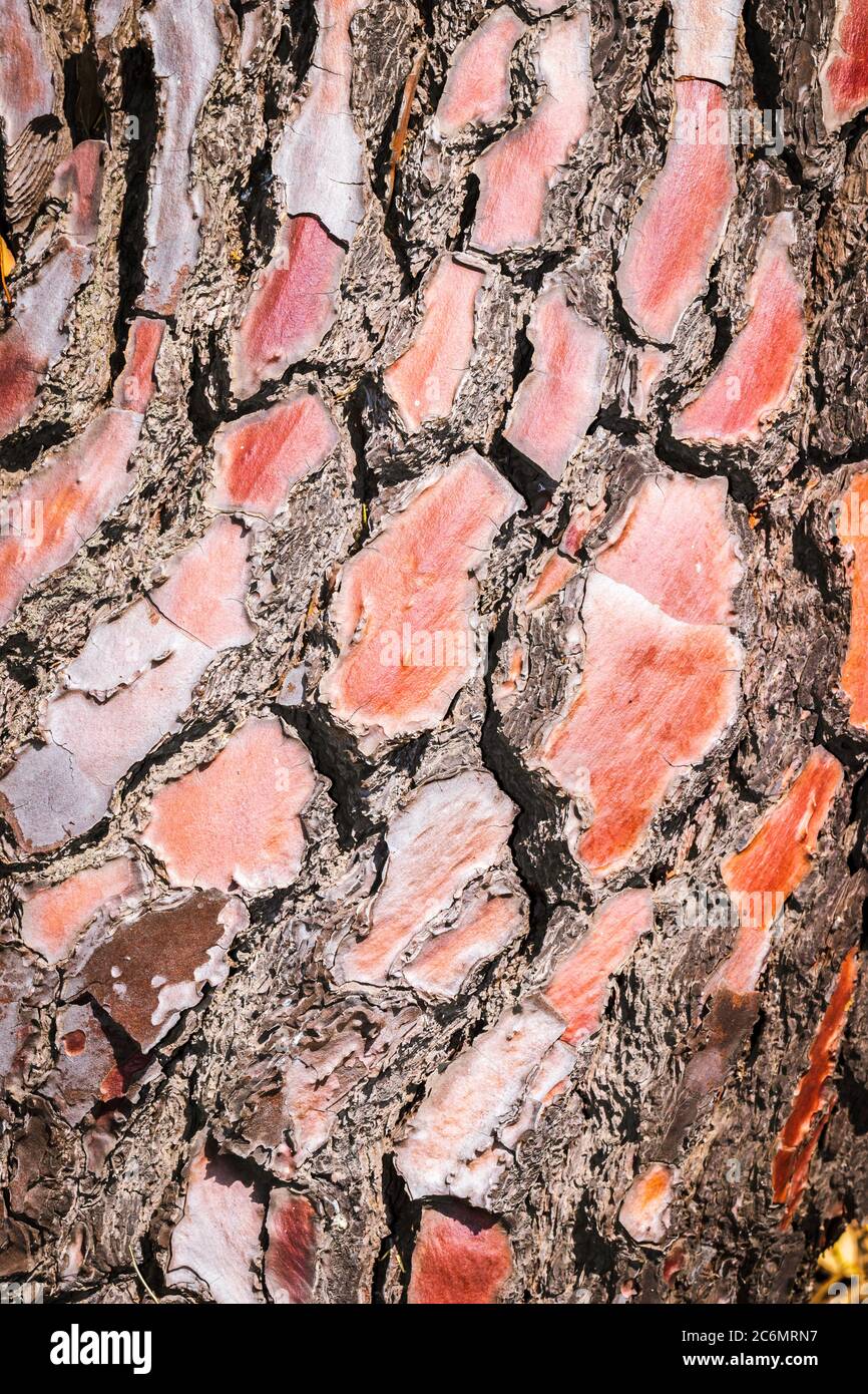 Brown and red Gum Tree bark shining in the sunlight, Cape Town, South