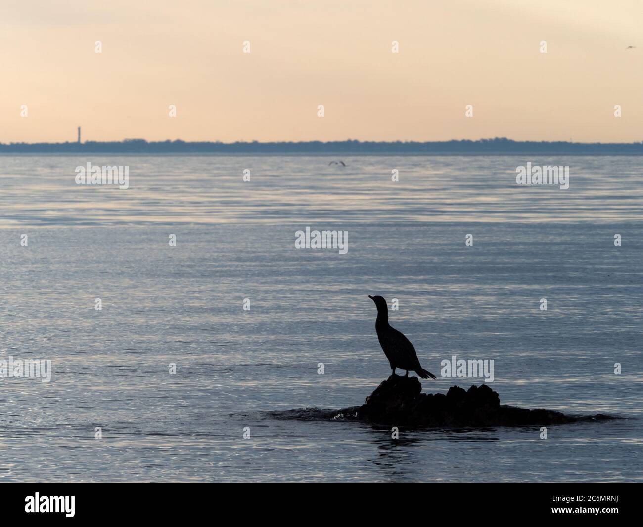A seabird silhouetted against the ocean as it looks out across Port Phillip Bay Stock Photo