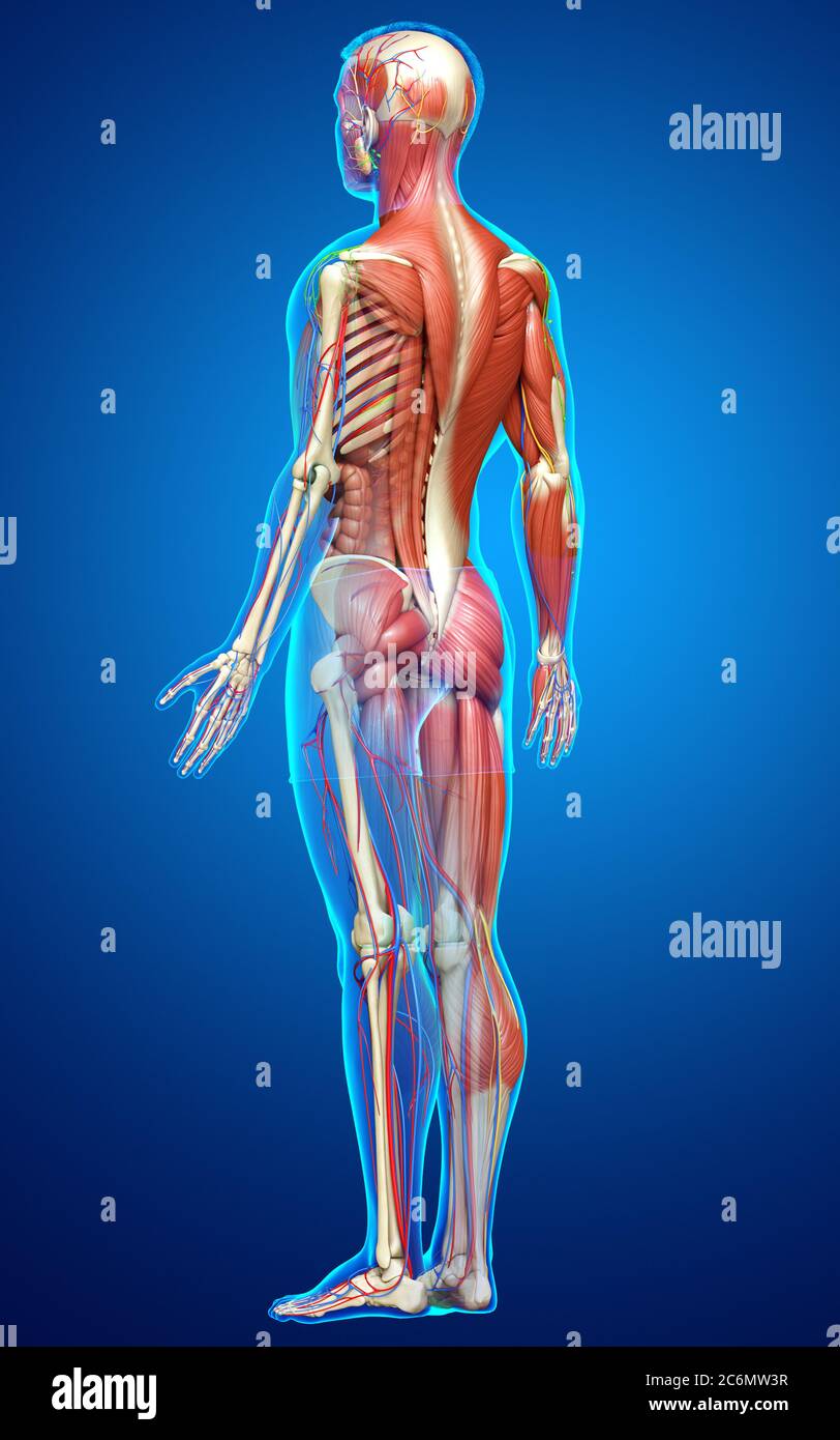 3d rendered medically accurate of the male anatomy Stock Photo - Alamy