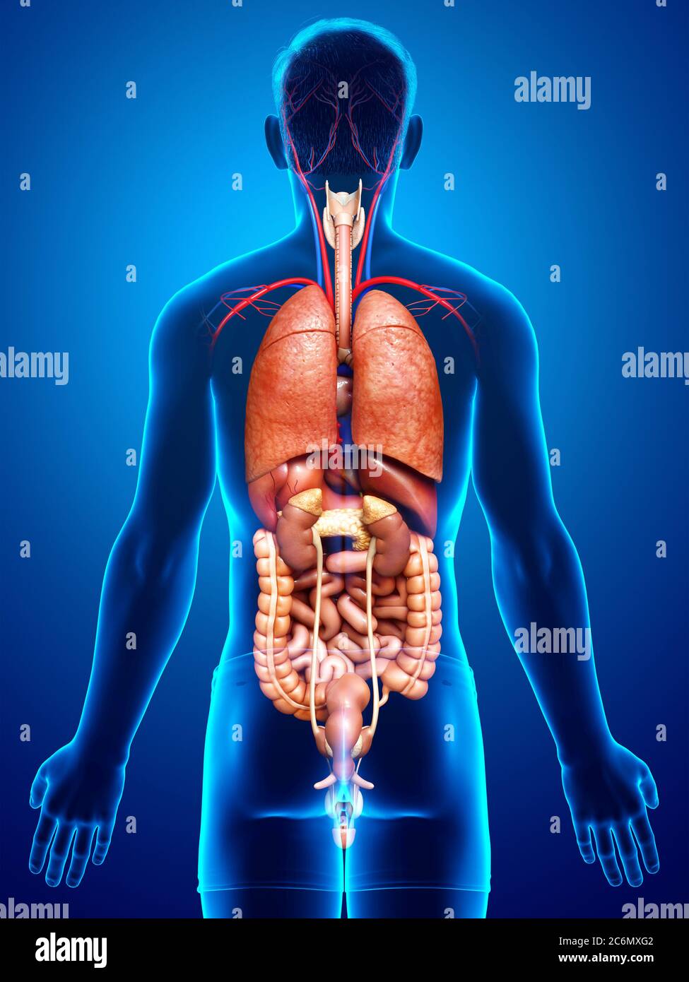 3d rendered medically accurate illustration of male Internal organs ...