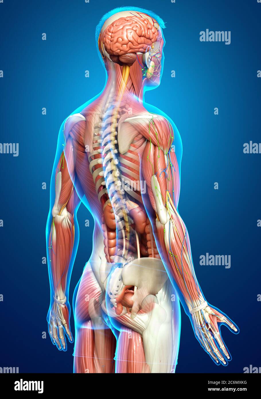 3d rendered medically accurate of the male anatomy Stock Photo - Alamy