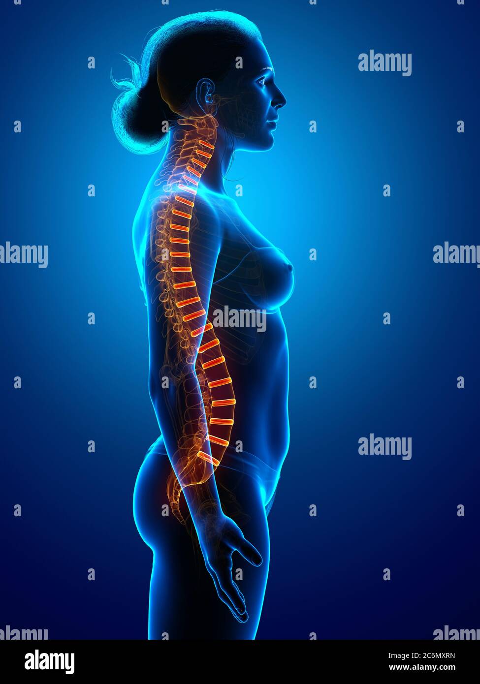 Backbone intervertebral disc anatomy Stock Photo - Alamy