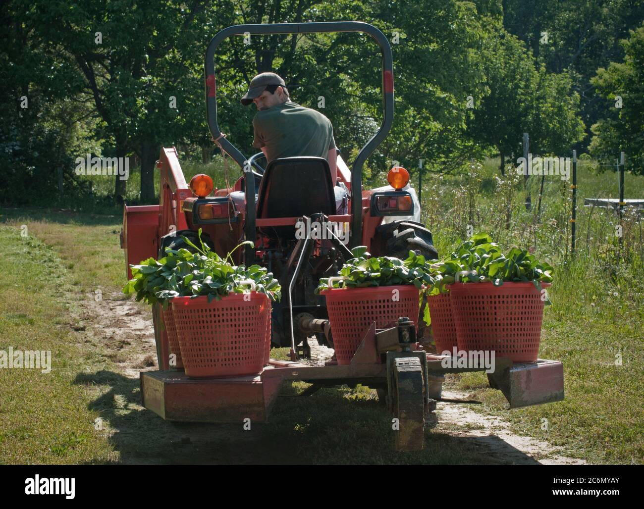 Reece Latron uses a tractor's mower attachment to carry baskets of greens harvested from Amy's Organic Garden on May 5, 2011, in Charles City, VA in preparation for a farmer's market tomorrow. The farm also participates with Fall Line Farms a local food cooperative in the Richmond, VA area that offers a wide variety of household food staples and specialty items on an ever changing inventory of fruits, vegetables, meats, soaps, eggs, cheeses, flowers, honey, pastas, sauces, syrups, baked goods, mushrooms, flour and grains. Suppliers post what they have on a Lulus Local Food online listing and c Stock Photo