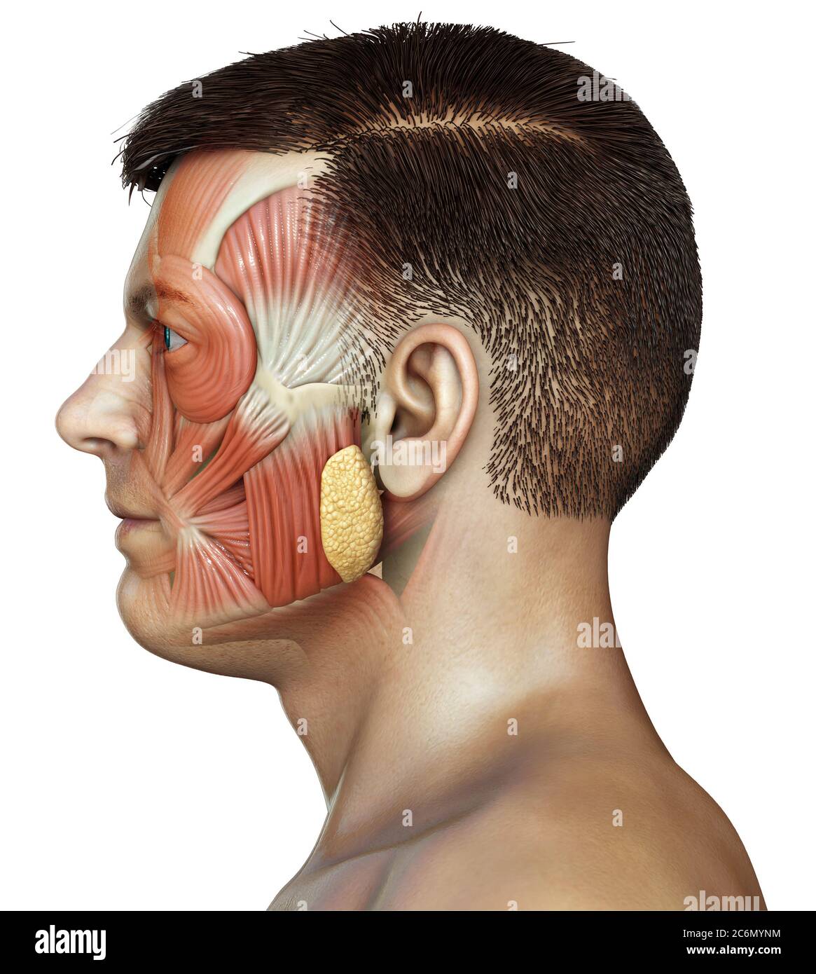 3d rendering medical illustration of male head anatomy for education Stock Photo