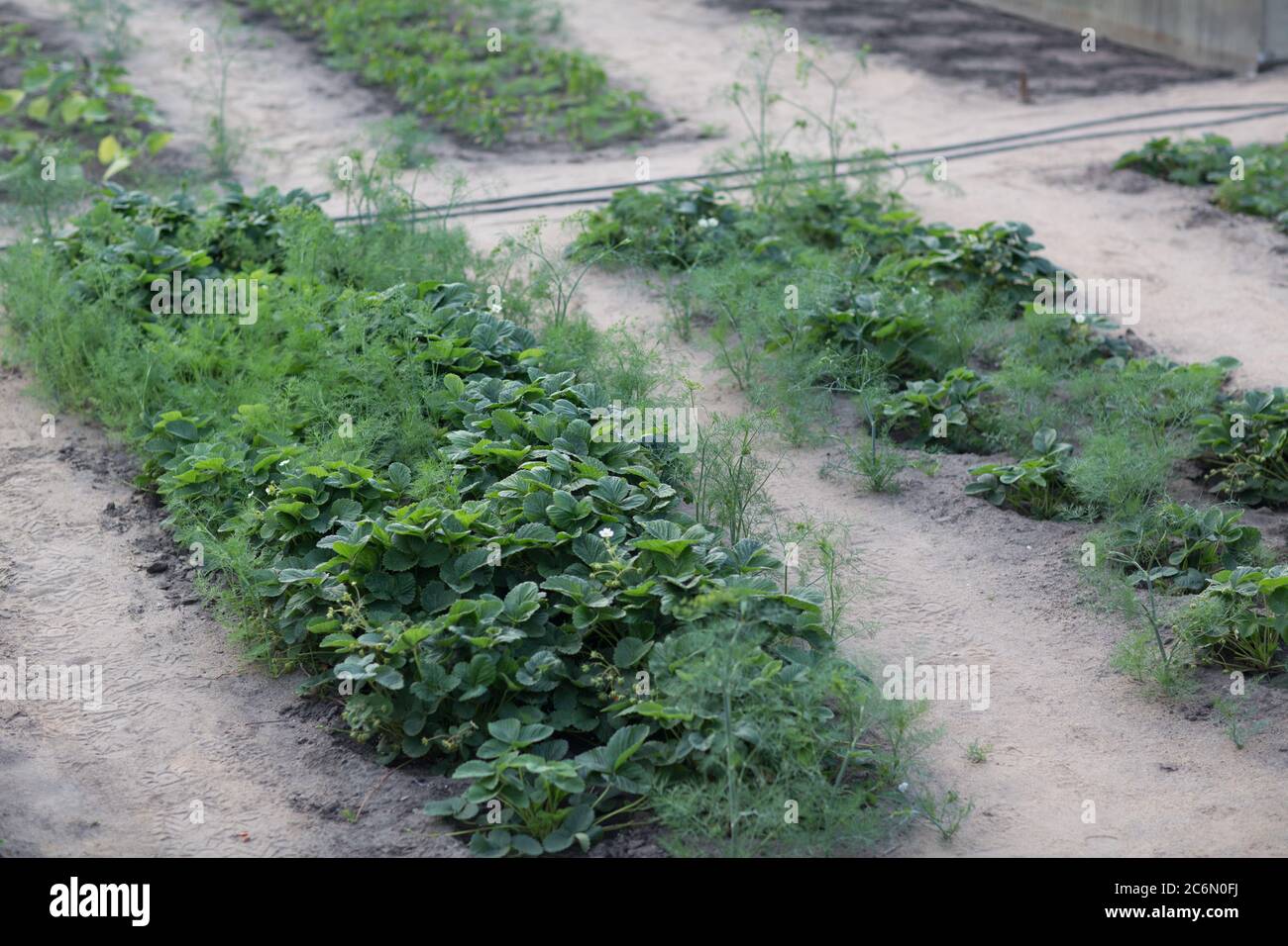 Beds with young strawberry bushes in vegetable garden Stock Photo - Alamy