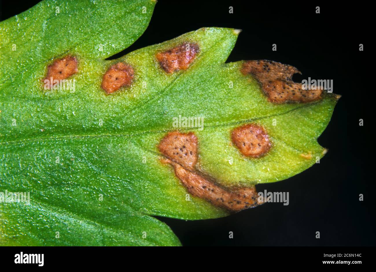 Leaf spot (Septoria apiicola) lesions on flat leaf of continental parsley (Petroselinum crispum) Stock Photo