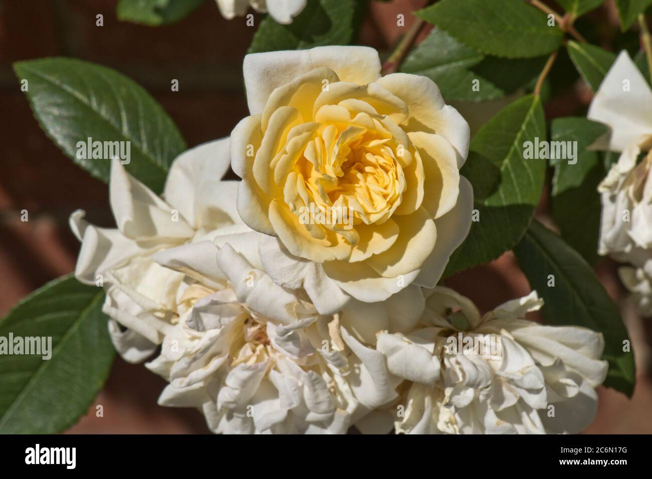Rambling rose 'Malvern Hills' double pale coppery yellow flowers, lightly scented, Berkshire, May Stock Photo