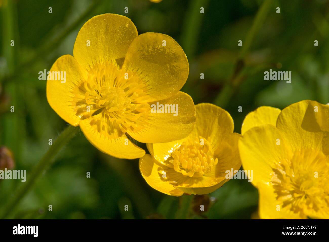 Bright yellow flowers of field or meadow buttercup (Ranunculus acris) in and old pasture in