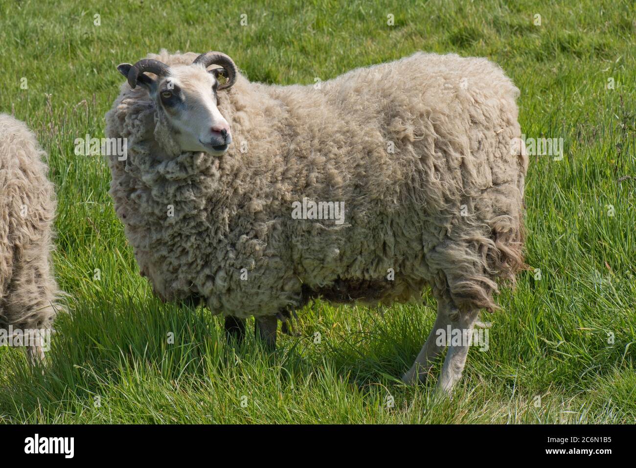 A Shetland sheep wether (neutered male) with full fleece on grass in spring before shearing, Berkshire, May Stock Photo