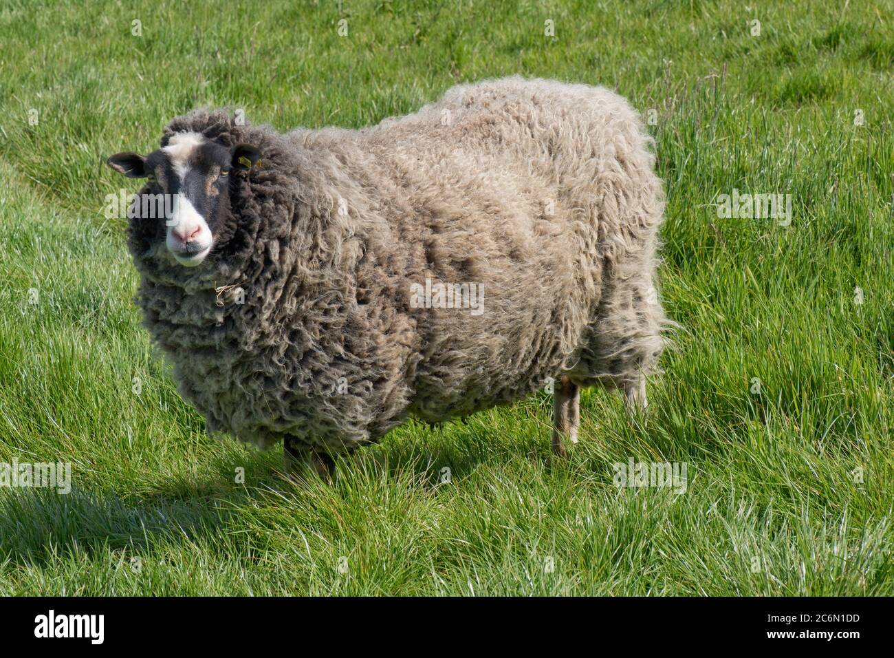 A Shetland sheep wether (neutered male) with full fleece on grass in spring before shearing, Berkshire, May Stock Photo