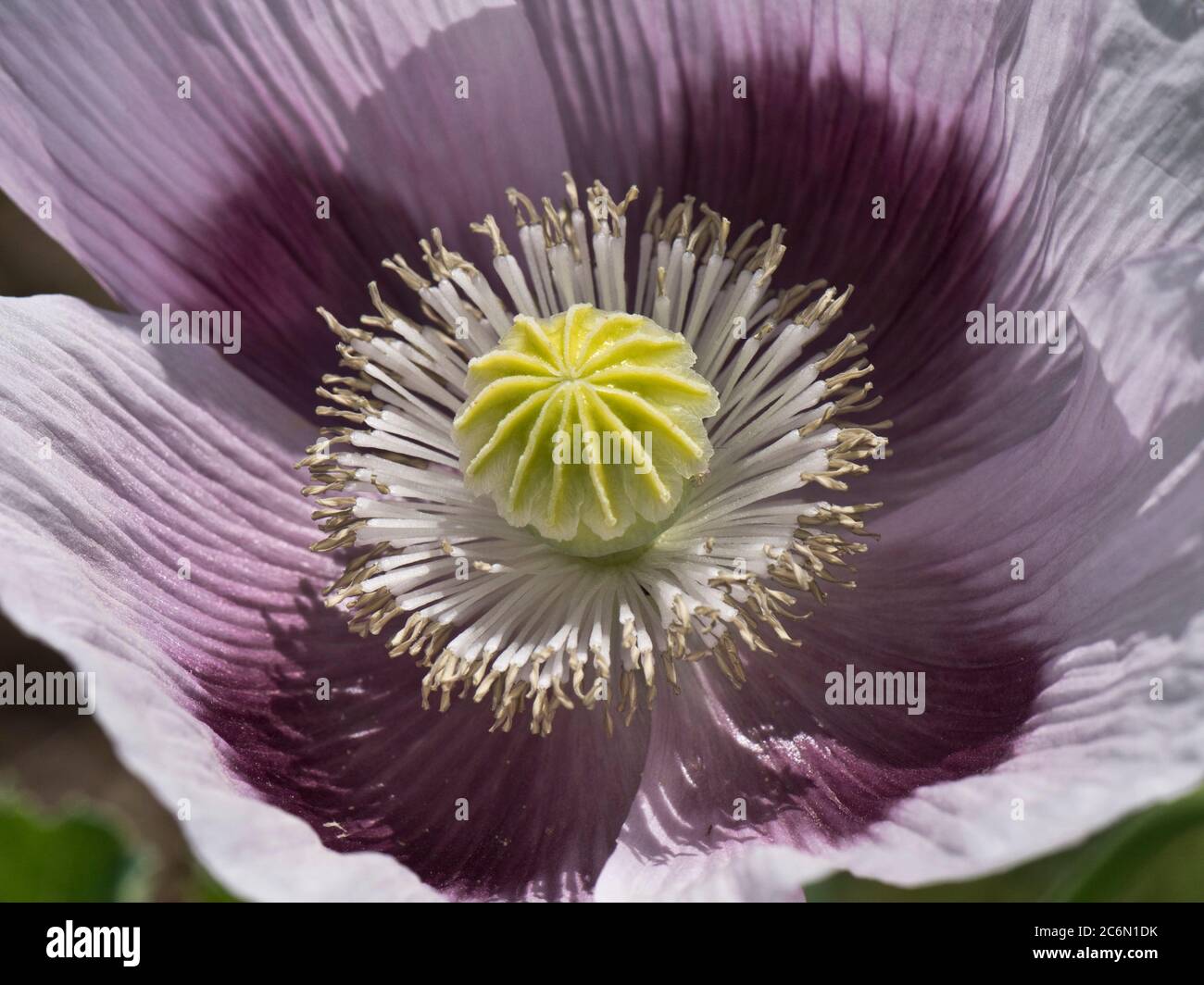 Pale purple lilac flower of an opium poppy (Papaver somniferum) anthers, filaments and seed capsule developing inside four petals, June Stock Photo