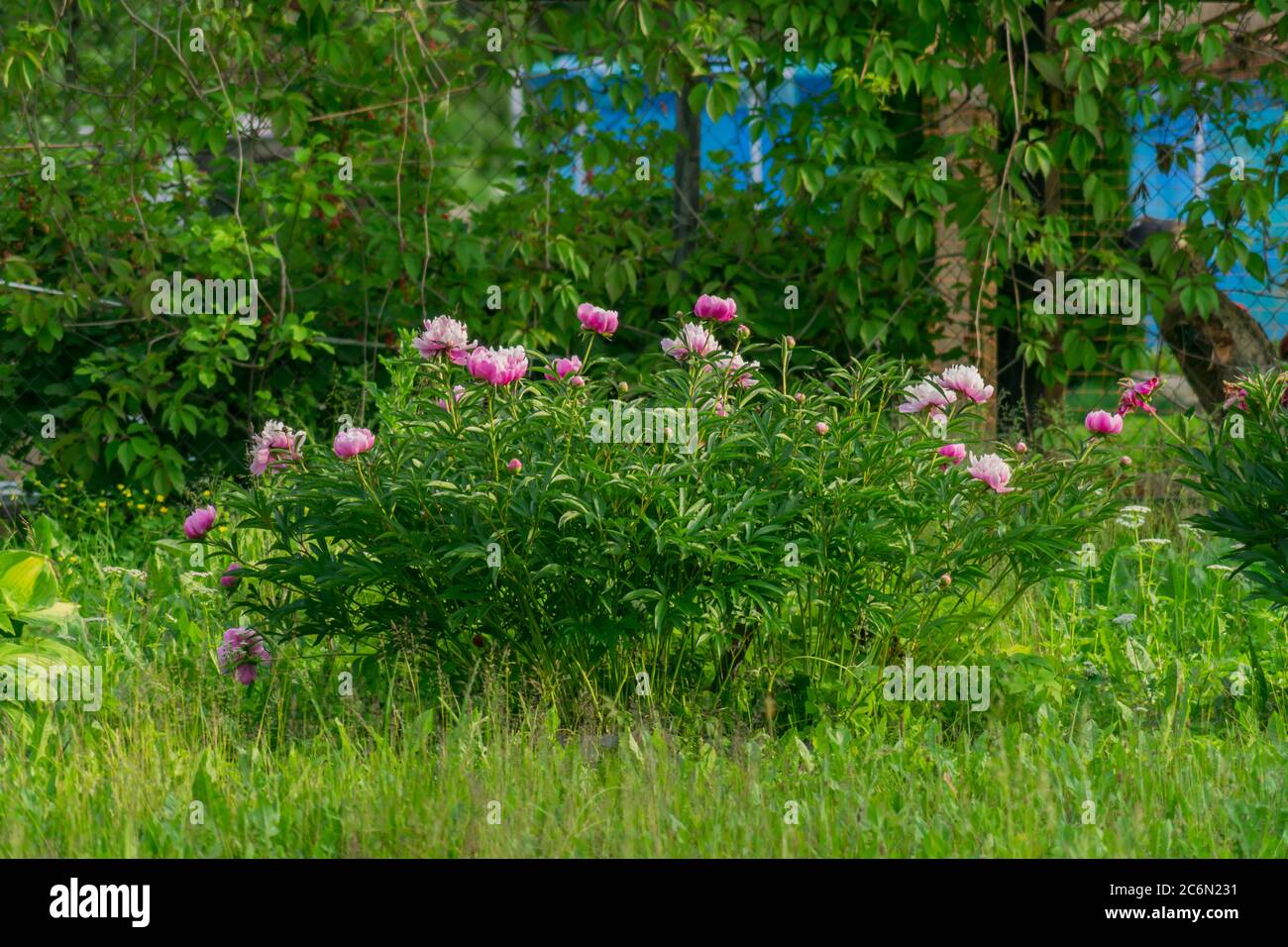 blooming pink peonies in the garden Stock Photo - Alamy