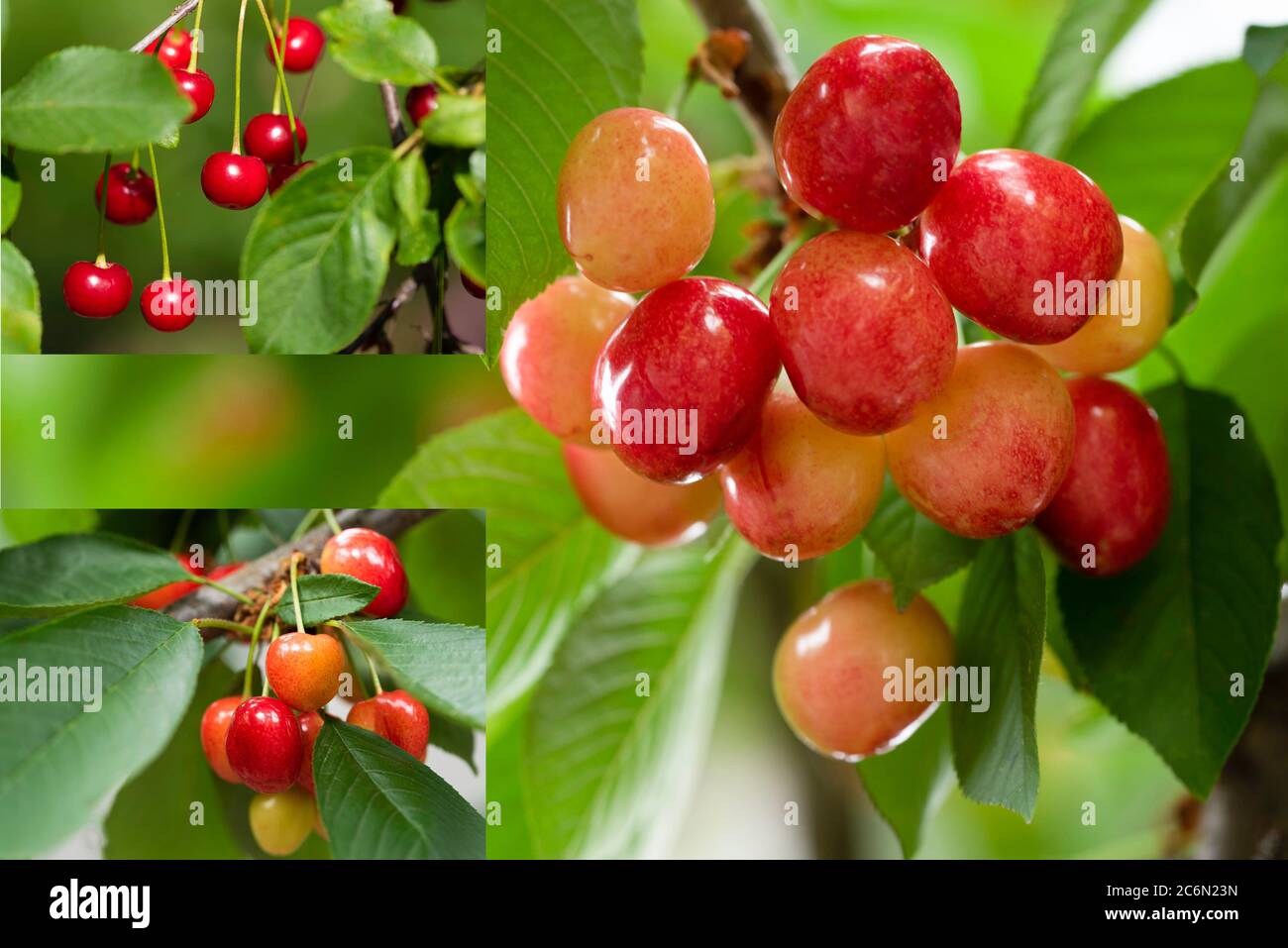collage with cherries in the sunny garden in ripening process, three photos Stock Photo