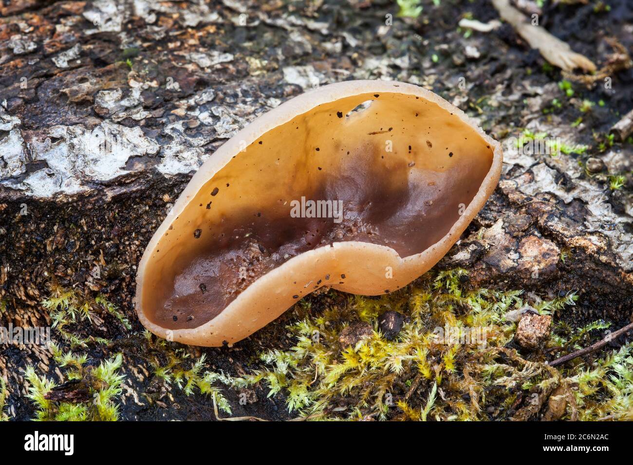 Hare's Ear Fungus (Otidea leporina) which grows in leaf litter and deciduous woodland in the autumn fall Stock Photo