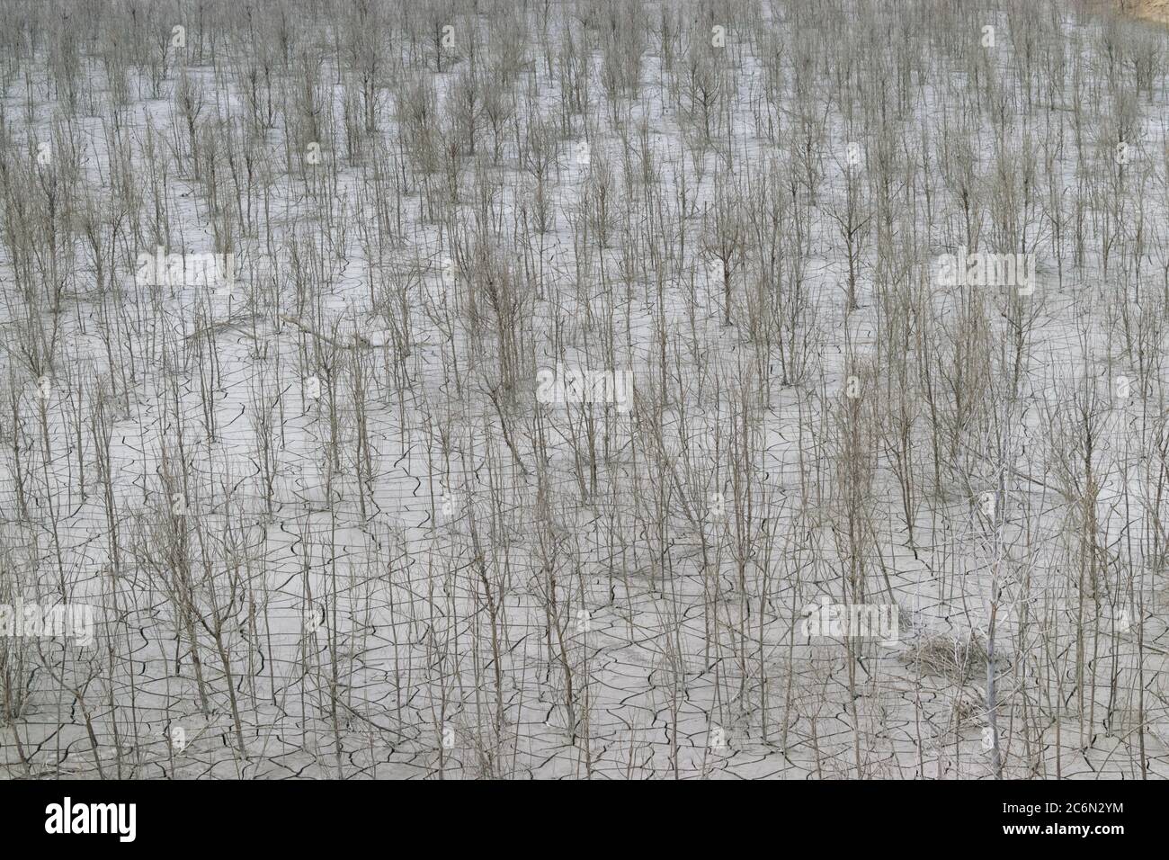 Great view of a completely dry natural area with cracks in the ground and many dead trees. Stock Photo