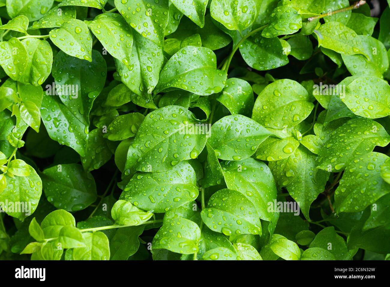 Close up. Fresh green leaf in the garden Stock Photo - Alamy