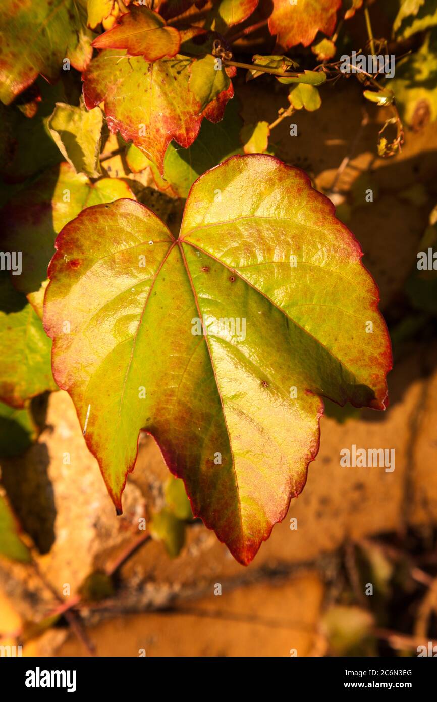 Virginia Creeper background in full autumn fall colour Stock Photo - Alamy