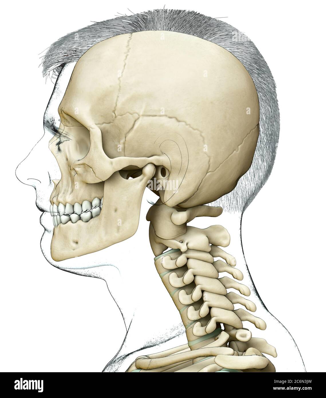 3d rendered, medically accurate illustration of a male scull and neck ...