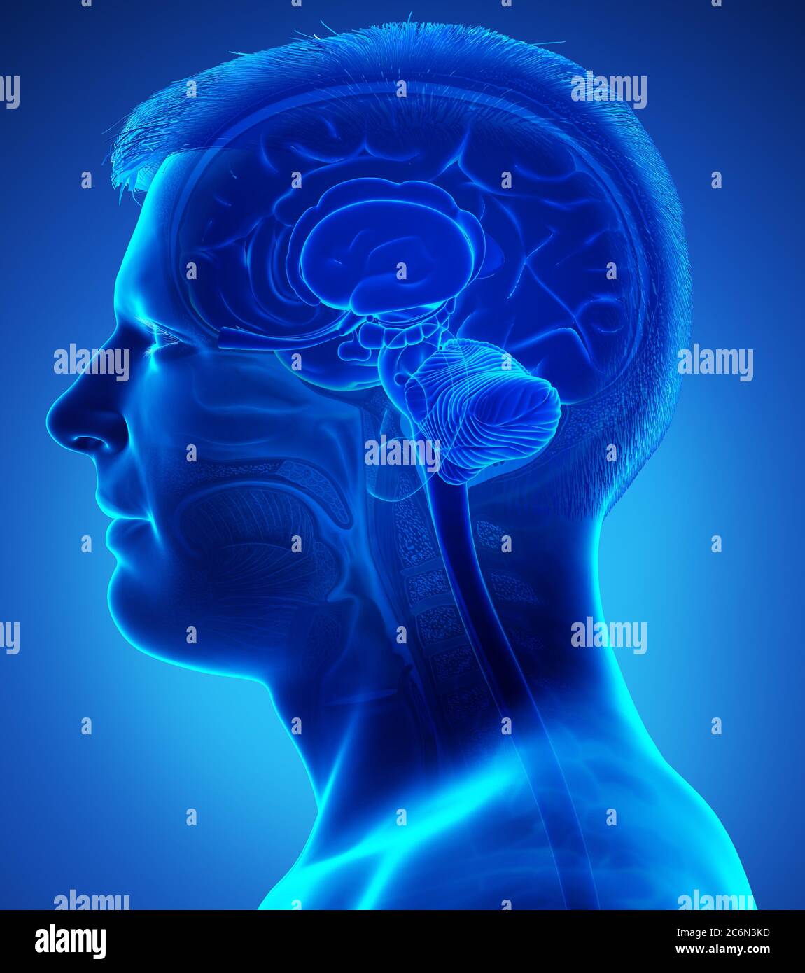 3d rendered medically accurate illustration of a male brain anatomy ...