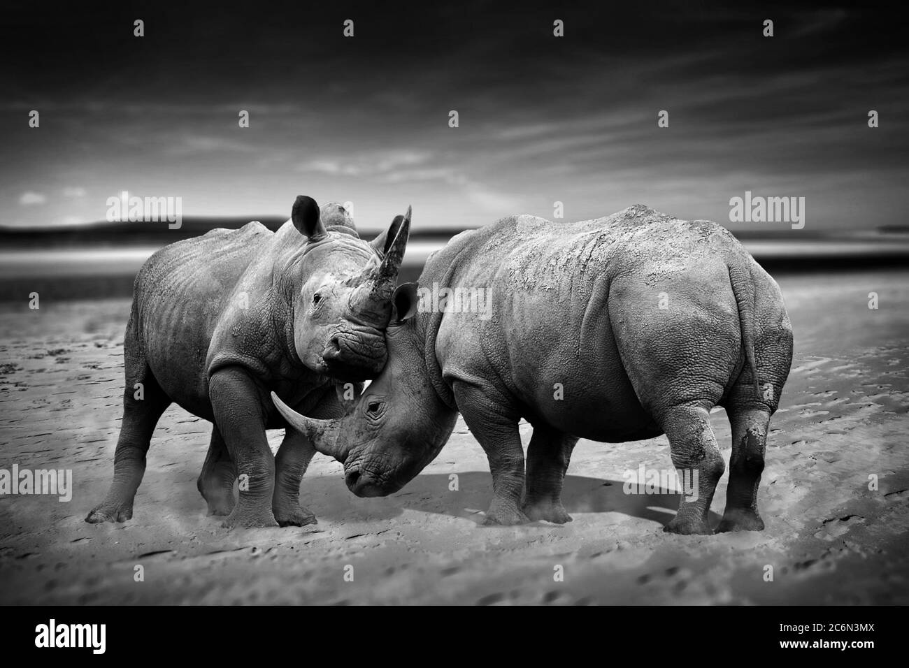 Two rhinoceros fighting head to head monochrome image Stock Photo