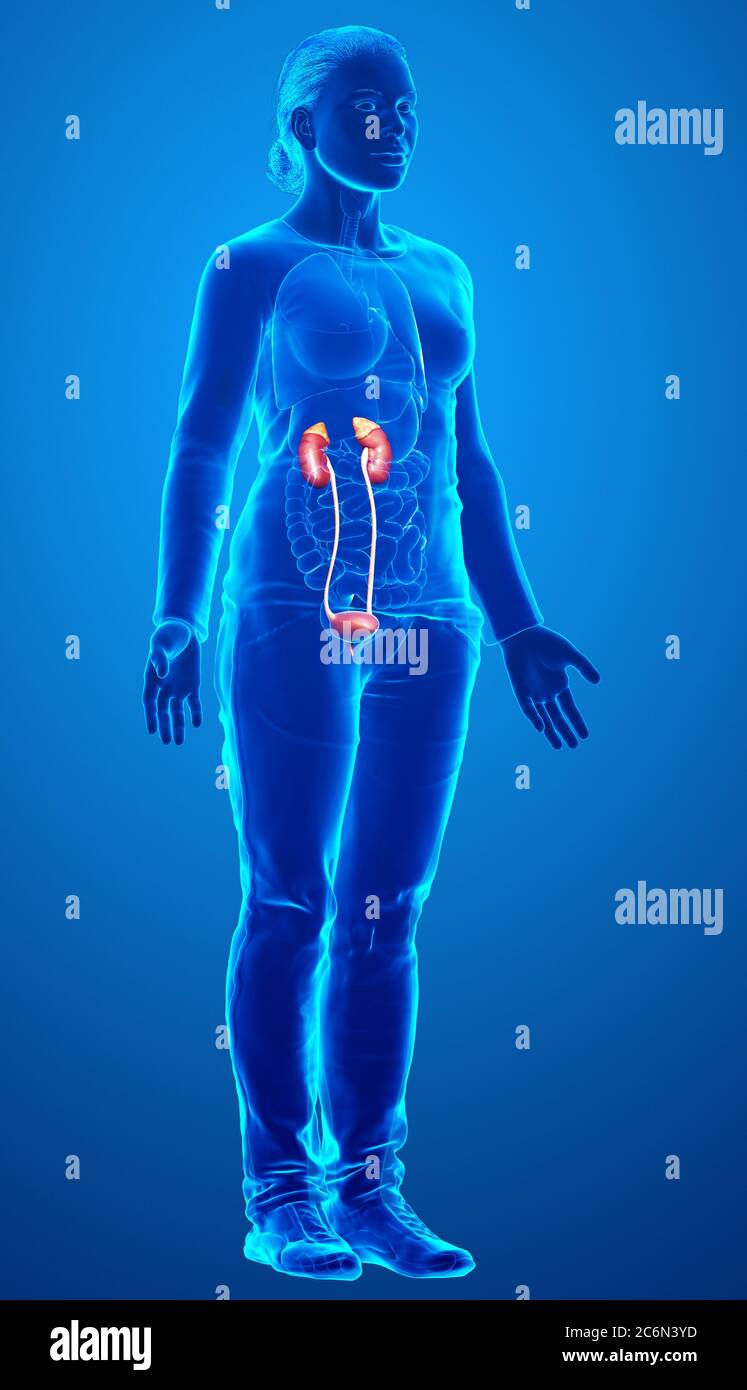 3d rendered, medically accurate illustration of female kidneys Stock ...