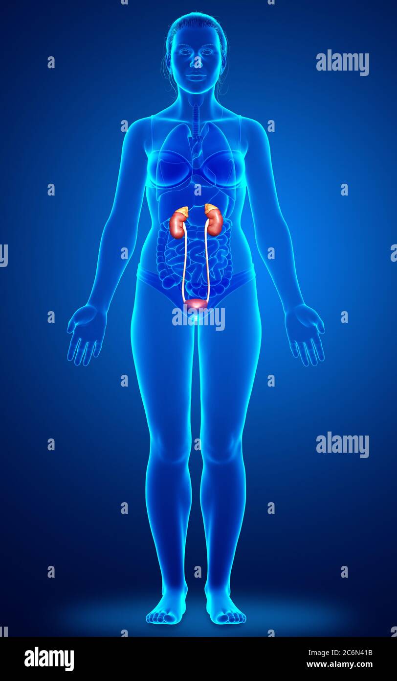 3d rendered, medically accurate illustration of female kidneys Stock ...