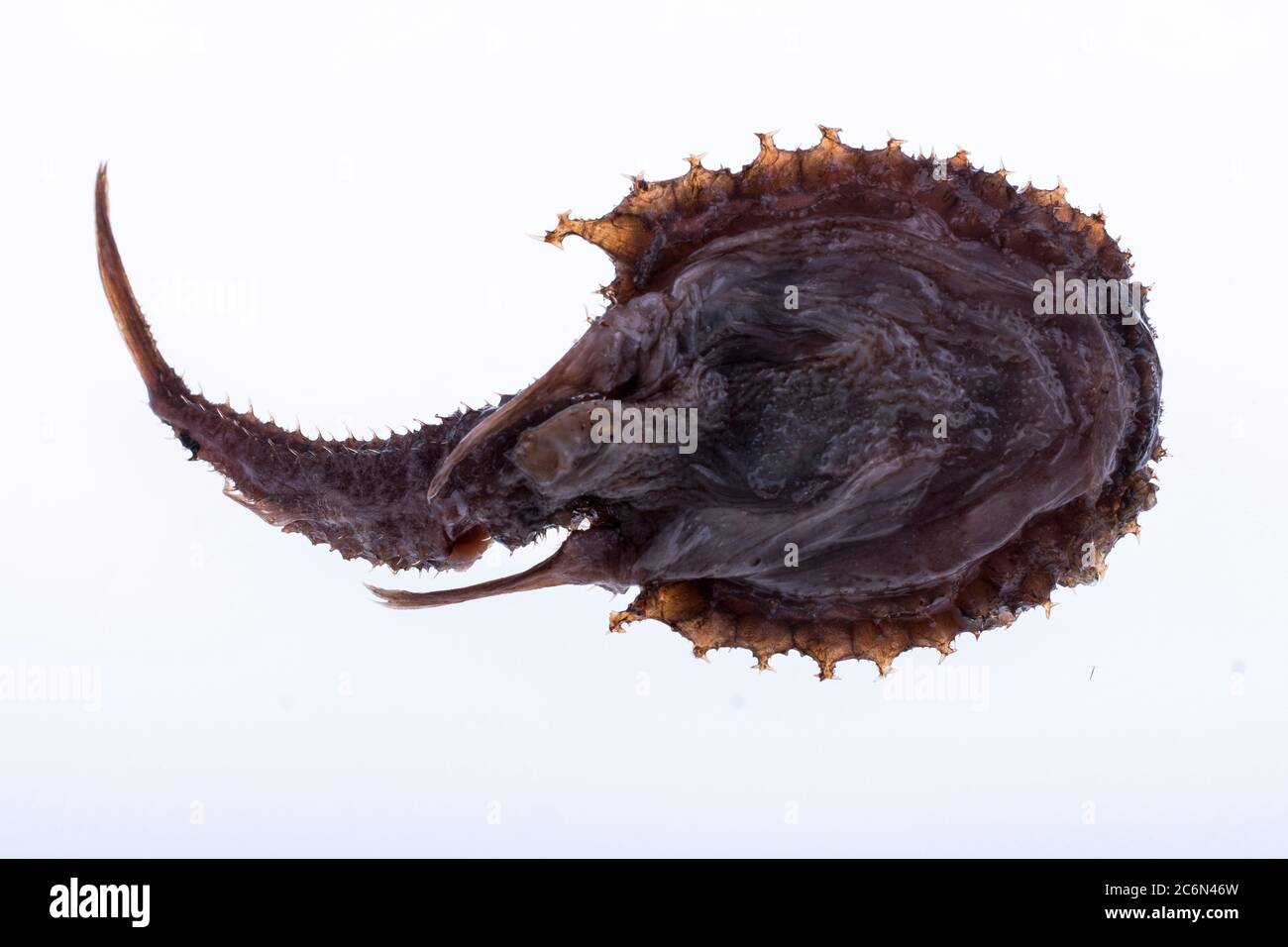 Dibranchus spinosus fished in East Atlantic Ocean, from the collection of the Spanish Institute of Oceanography of Malaga, Spain. Stock Photo
