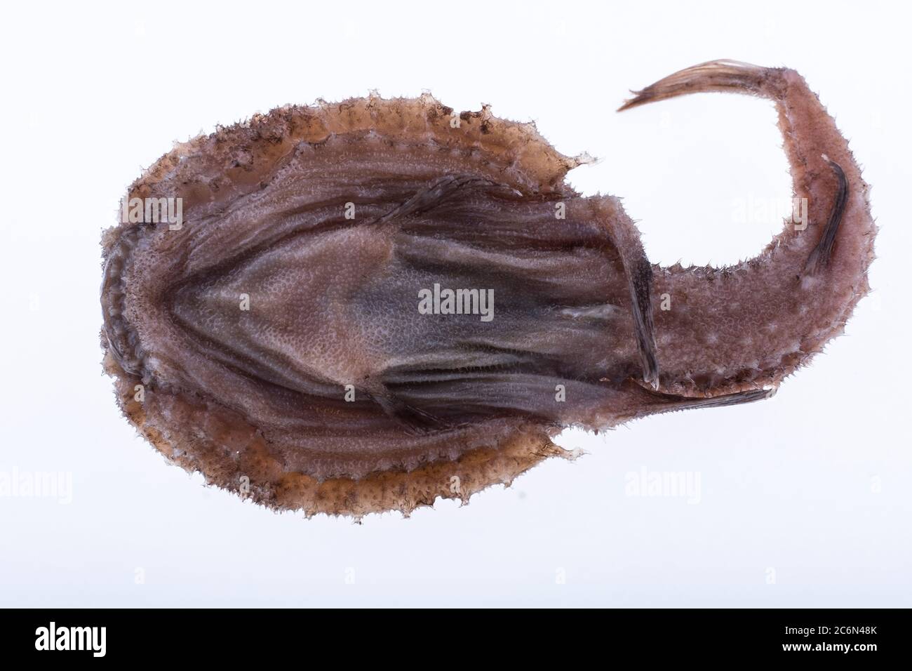 Dibranchus atlanticus fished in Mauritania (East Atlantic Ocean) from the collection of the Spanish Institute of Oceanography of Malaga, Spain. Stock Photo
