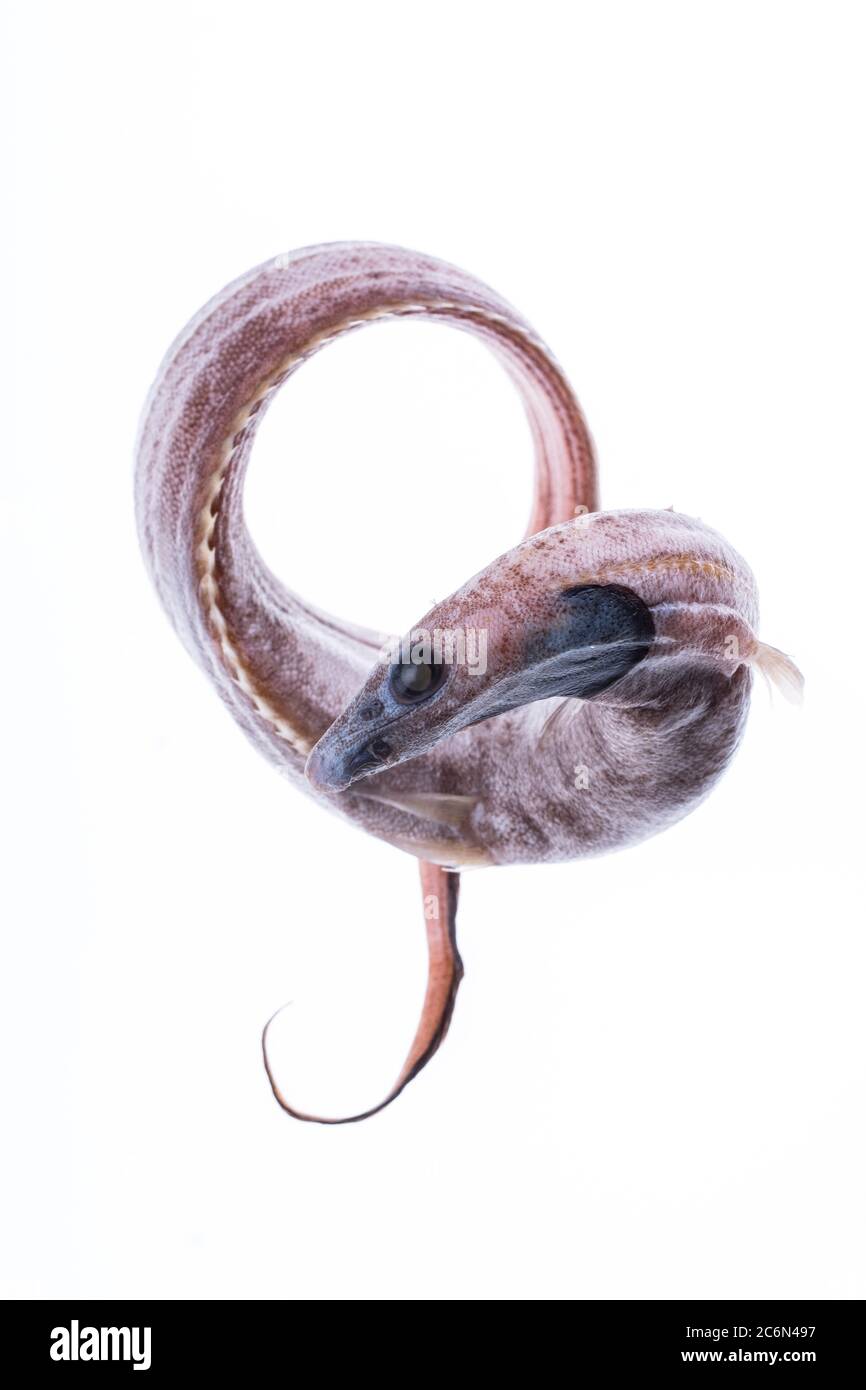 Trachonurus sulcatus fished in Morocco (East Atlantic Ocean) from the collection of the Spanish Institute of Oceanography of Malaga, Spain. Stock Photo